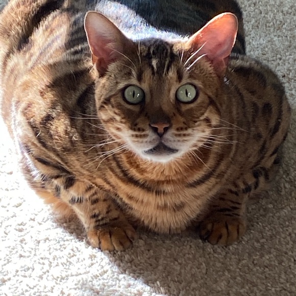 candidsbykat